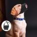 Adjustable Breathable Muzzle for Small Dogs - Safe Comfortable Prevents Biting & Barking (S Black) - Buy Online on SooperMarket.com