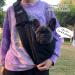 Natuya Small Dog & Cat Sling Carrier Bag - Adjustable Strap, Hands-Free Design with Safety Belt & Front Zipper Pocket - Perfect for Outdoor Travel - Black Cotton Style - Buy Online on SooperMarket.com