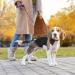Buy Loutep Reflecting Training Dog Leash - Extra Long Nylon Rope Padded Handle Multiple Lengths for All Dog Sizes - Reflective Violet Ships Internationally - Buy Online on SooperMarket.com