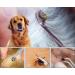 Emwel Tick Remover Tools for Dogs 4Pcs Stainless Steel Painlessly Tick Professional Tick for Dogs Cats Horses and Humans Pets Green - Buy Online on SooperMarket.com