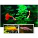 JUNNOTI 60G Aquarium Hatching Fish Food Artemia Shelling Eggs Brine Shrimp Shelling Eggfood for Feeding Baby Fishes - Buy Online on SooperMarket.com