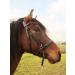 PS Horse Articles Soft Bitless Bridle - Anatomical Bridle Tilia Pony - Color Black