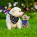 Buy Taozoey Dog Bandana Scarf - 3 PCs Triangle Neckerchief for Small & Medium Pets | Stylish Dog Accessories - Buy Online on SooperMarket.com