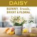 Shop Mrs. Meyer's Clean Day Variety Bundle - Liquid Hand Soap & Dish Soap (Daisy) - Eco-Friendly & Vegan - International Shipping Available - Buy Online on SooperMarket.com