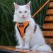 Rabbitgoo Cat Dishes & Adjustable Breakage-Proof Cat Harness Set - Orange M (1 Pack) for International Shipping - Buy Online on SooperMarket.com