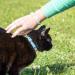 Pettsie Cat Kitten Collar - Breakaway Safety & Friendship Bracelet - Durable 100% Cotton - Adjustable with D-Ring - Blue - Gift Box Included - Buy Online on SooperMarket.com