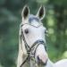 Premium Glitter Horse Stirring Strap & Leather Headband | Curved Bridle Straps for Warmbloods Thoroughbreds & Ponies - Full Black/LCT - Buy Online on SooperMarket.com
