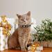 Personalized Leather Cat Collar with Bell and Rhinestone - Adjustable Safety Collar for Cats and Kittens (Black, 7-10 Inch) - Buy Online on SooperMarket.com