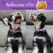 Shop Cute Pumpkin Dog Collar - Halloween Pet Accessories | Skull & Bat Design - Small Size - Perfect for Spooky Season! - Buy Online on SooperMarket.com