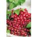 Red Currant 'Rovada ' - Half Standard in Container | Premium International Shipping - Buy Online on SooperMarket.com
