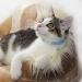 Tagme Cat Neck Band - Reflective 2-Pack with Name/Address Shield for Cats & Puppies | Sky Blue 18-28 cm - Buy Online on SooperMarket.com
