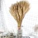 Dried Wheat Stalks 100Pcs Dried Wheat Sheaves Rustic Natural Ears of Wheat Natural Wheat Decor for Home Farmhouse Fireplace Wedding Party and Table/523 - Buy Online on SooperMarket.com