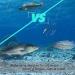 Giyofom Umbrella Rigs for Bass & Stripers Fishing | Freshwater Swimbait Bait Rig Set - Blue  - Buy Online on SooperMarket.com