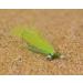 Crazy Charlie Saltwater Fly Fishing Flies - 20ct Assortment on Mustad Signature Duratin Hooks - White, Pink, Crystal, Tan, Chartreuse - Sizes #2, #4, #6 - Buy Online on SooperMarket.com