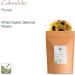 Calendula Marigold Petal Flower - Whole 350g Petals for Petals - Buy Online on SooperMarket.com
