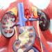 Model of Human Urinary System Urinary System Model Female Male Male Bladder Cavity Abdominal Abdominal Rear Wall Model - Buy Online on SooperMarket.com