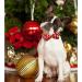 Lionheart Glory Christmas Dog Halison - Adjustable Soft Fly Collars for Small Dogs | Red Penguin Design | Perfect Holiday Gift - Buy Online on SooperMarket.com