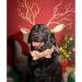 Shop Lionheart Glory Pink Christmas Dog Collar - Adjustable Soft Fly Collar for Large Dogs & Girls - X-Large (1 Pack) - Perfect Holiday Gift! - Buy Online on SooperMarket.com