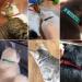 Custom Cat Collar Personalized Breakaway Cat Collar with Bell & Embroidered ID Pet Name & Phone Number (1PCS) - Buy Online on SooperMarket.com