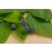 Blackberry Leaf Tea | Rubus L - Rubi Fruticose Folium | Ronce Feuille Tisane Health Embassy (100g) - Buy Online on SooperMarket.com