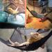 YUIP Mesh Reptile Hammocks Reptile Lizards Snakes Hammock Lounger Ladder Accessories Net Hanging Bed Toys (12"x12"x12" Black) - Buy Online on SooperMarket.com