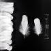 Coceca 500pcs White Feathers - Ideal for DIY Craft, Wedding & Party Decor - Buy Online on SooperMarket.com