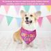 NPQ Pink Dog Birthday Bandana Adjustable Pet Birthday Bandana for Samll Dog Cat Pig Ect Your Pet's Special Day for Small Pets Birthday Party Supplies - Buy Online on SooperMarket.com