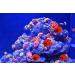 4-Piece Artificial Coral Ornaments for Aquariums - Red Underwater Plants | Perfect Fish Tank Decorations - Buy Online on SooperMarket.com