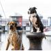 Buy Max & Molly H-Harness - Blue Ocean | Stylish & Durable Pet Harness for International Shipping - Buy Online on SooperMarket.com