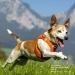 Buy XL Sky Blue Air-Mesh Vest Harness without D-Ring Buckle - Perfect for Pet Comfort & Style - Buy Online on SooperMarket.com