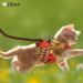 Escape Proof Cat Harness and Leash Set - Air Mesh Vest for Small Dogs - Reflective Gold S - Buy Online on SooperMarket.com
