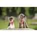 Lionet Paws Dog Bandana - Green Rhombus Headscarf for Small Medium & Large Dogs | Triangular Dog Scarf (Pack of 1) - Buy Online on SooperMarket.com