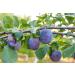 Organic Pitted Prunes  1 Pound  Dried California Plums  Non-GMO  Kosher  Unsulfured  Unsweetened  Bulk 1 Pound (Pack of 1) - Buy Online on SooperMarket.com