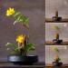 Round Flower Frog & Ceramic Flower Pot Set - Hammer-Pattern Black Ikebana Arrangement for Floral Art - Buy Online on SooperMarket.com