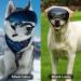 Ownpets Large Dog UV Sunglasses with 2 Magnetic Lenses - Windproof, Snowproof, and Protective Goggles for Long Snout Dogs - Green Frame - Buy Online on SooperMarket.com