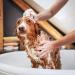 Iv San Bernard Trad Pek Conditioner 250 ml - Nourishing Dog Hair Care for All Breeds | International Shipping Available - Buy Online on SooperMarket.com