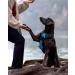 Buy Joytale Reflective Dog Harness for Small Dogs - Soft Padded Adjustable & Breathable with Control Handle - Perfect for Training - Blue - 1 Pack - Buy Online on SooperMarket.com