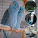2 PCS Bird Food Drinker Parrot Automatic Water Feeder Bird Drinkers Hanging Bird Water Bottle for Parrot Budgies Parakeet Cockatiels - Buy Online on SooperMarket.com