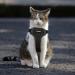 NeuWook Black Cat Harness & Lead Set - Escape Proof, Adjustable Reflective Vest for Small Dogs & Cats - Buy Online on SooperMarket.com