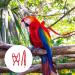 Felenny Bird Dishes & Leash - Adjustable Outdoor Accessories for Scarlet Macaw Sun Conure and Nymphensittich - Anti-Bite Protection (Large Red) - Buy Online on SooperMarket.com