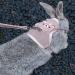 Shop Lumenty Adjustable Leash & Harness for Rabbits - 1.20m Breathable West Design for Small Pets | Ideal for Dwarf Rabbits & Cats - Buy Online on SooperMarket.com