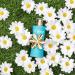 TOUS Happy EDT 90 mL - Buy Online on SooperMarket.com