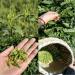 Huoshan Huangya 50g New tea leaves Loose tea Yuqian Yellow Tea high mountain Spring tea - Buy Online on SooperMarket.com