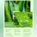 Natural Aloe Vera Gel for Face Pure Aloe Vera Gel Aloevera Gel for Skin Soothing Aloe Vera Face Gel for Women & Men Aloe Vera After Sun Body Face Care for Sunburn Repair Scars Restoring 160g - Buy Online on SooperMarket.com