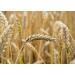 Organic Italian Steel Cut Farro  1.5 Pounds  Non-GMO  Cracked Pearled Wheat Grain  Non-Irradiated  Vegan  Bulk. Easy to Cook. Rich in Fiber  Protein. Perfect for Cereal  Porridge  Soups  Salads - Buy Online on SooperMarket.com