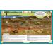Fossils Placemat