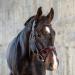 Sunride English combined bridle Hawaii with reins made of soft real leather colored adjustable and anatomical (full black/red) full black/red