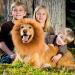Lion Mane For Dog Lion Mane Costume For Dog Lion Mane For Dogs Large Dog Lion Mane Black Realistic Lion Mane Wig For Head Circumference 6/11/14.5inch (coffee M-11inch) M-11inch coffee - Buy Online on SooperMarket.com