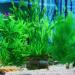 Ctpeng 3-Piece Plastic Aquarium Plants (24-32 cm) | XL Green Aquarium Decoration for Stunning Aquascapes - International Shipping Available - Buy Online on SooperMarket.com