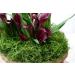 SuperMoss 26912 Preserved Spanish Moss 8oz - Natural Grass for Crafts and Decor - Buy Online on SooperMarket.com